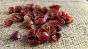 Cascara už aj u nás! Spoznajte jej chuť, zdravotné účinky a veľa iných zaujímavostí z histórie