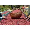 Ethiopia Sookoo Coffee-Guji Okoluu G1 organic - káva 100% Arabica (Balenie 1000g)