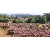 Ethiopia Sookoo Coffee-Guji Okoluu G1 organic - káva 100% Arabica (Balenie 1000g)